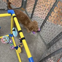 Tootsie, a male Cavapoo for sale in Norfolk, NE – Photo 10 of 10