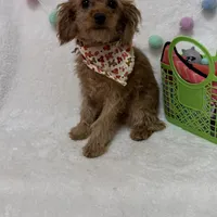 Tootsie, a male Cavapoo for sale in Norfolk, NE – Photo 9 of 10