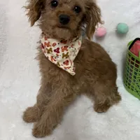 Tootsie, a male Cavapoo for sale in Norfolk, NE – Photo 4 of 10