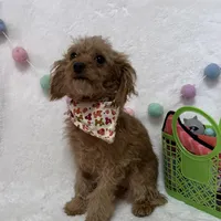 Tootsie, a male Cavapoo for sale in Norfolk, NE – Photo 3 of 10