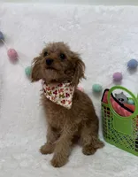 Tootsie, a male Cavapoo for sale in Norfolk, NE – Photo 3 of 10