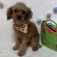 Tootsie, a male Cavapoo for sale in Norfolk, NE – Photo 1 of 10