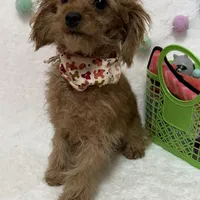 Tootsie, a male Cavapoo for sale in Norfolk, NE – Photo 2 of 10