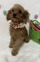 Tootsie, a male Cavapoo for sale in Norfolk, NE – Photo 2 of 10