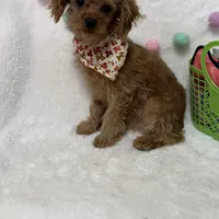 Tootsie, a male Cavapoo for sale in Norfolk, NE – Photo 6 of 10