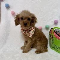 Tootsie, a male Cavapoo for sale in Norfolk, NE – Photo 8 of 10