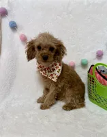 Tootsie, a male Cavapoo for sale in Norfolk, NE – Photo 8 of 10