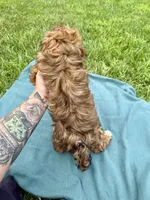 Drew, a male Havanese for sale in Norfolk, NE – 5 of 6