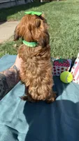 Molly , a female Havanese for sale in Norfolk, NE – 4 of 6