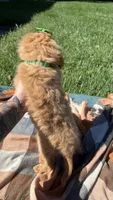 Elsa, a female Miniature Goldendoodle for sale in Norfolk, NE – 6 of 6