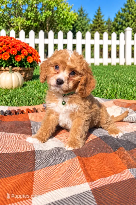 Mochi – Cavapoo puppy for sale in Norfolk, NE