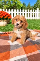Mochi, a male Cavapoo for sale in Norfolk, NE – 1 of 9