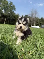 Cam, a male Pomsky for sale in Norfolk, NE – 5 of 9