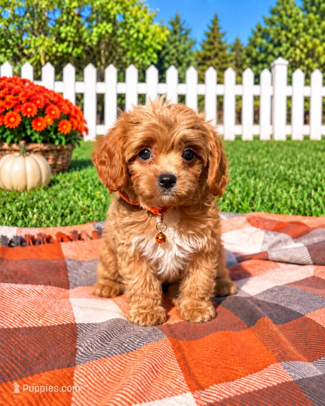 Finn – Cavapoo puppy for sale in Norfolk, NE