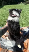 Ruby , a female Pomsky for sale in Norfolk, NE – 5 of 8