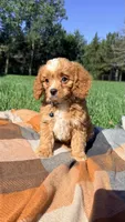 Murphy, a male Cavapoo for sale in Norfolk, NE – 7 of 9