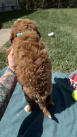 Teal, a female Miniature Goldendoodle for sale in Norfolk, NE – Photo 4 of 4