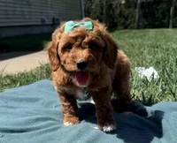 Teal, a female Miniature Goldendoodle for sale in Norfolk, NE – Photo 2 of 4