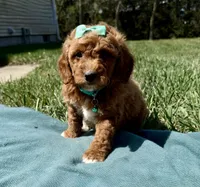 Teal, a female Miniature Goldendoodle for sale in Norfolk, NE – Photo 3 of 4