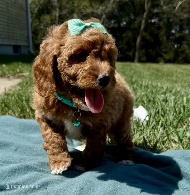 Teal – Miniature Goldendoodle puppy for sale in Norfolk, NE