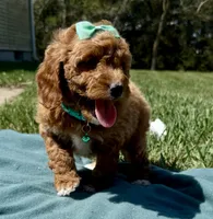 Teal, a female Miniature Goldendoodle for sale in Norfolk, NE – Photo 1 of 4