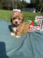 Gemma, a female Havanese for sale in Norfolk, NE – 7 of 8