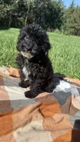 Drew, a male Havapoo for sale in Norfolk, NE – 3 of 9