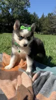 Dolly, a female Pomsky for sale in Norfolk, NE – 7 of 8
