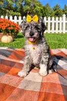Stella, a female Maltipoo and Shih Tzu for sale in Norfolk, NE – 1 of 10