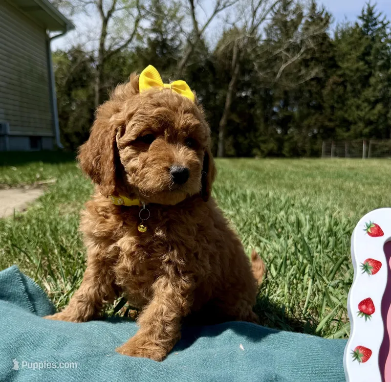 Yellow  – Miniature Goldendoodle puppy for sale in Norfolk, NE