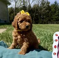 Yellow , a female Miniature Goldendoodle for sale in Norfolk, NE – Photo 1 of 7