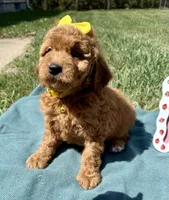 Yellow , a female Miniature Goldendoodle for sale in Norfolk, NE – Photo 6 of 7
