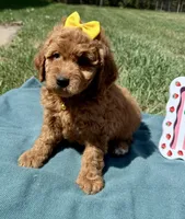 Yellow , a female Miniature Goldendoodle for sale in Norfolk, NE – Photo 5 of 7