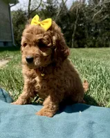 Yellow , a female Miniature Goldendoodle for sale in Norfolk, NE – Photo 2 of 7