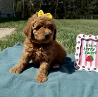 Yellow , a female Miniature Goldendoodle for sale in Norfolk, NE – Photo 4 of 7
