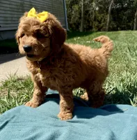 Yellow , a female Miniature Goldendoodle for sale in Norfolk, NE – Photo 3 of 7