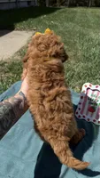 Yellow , a female Miniature Goldendoodle for sale in Norfolk, NE – Photo 7 of 7