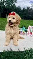 Micromini Holly, a female Goldendoodle for sale in Norfolk, NE – 5 of 6