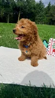 Micromini Hudson , a male Goldendoodle for sale in Norfolk, NE – 4 of 5