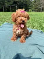 Savvy, a female Havapoo for sale in Norfolk, NE – 5 of 5