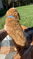 Murphy, a male Cavapoo for sale in Norfolk, NE – 9 of 9