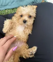 Kaleb , a male Maltipoo for sale in Norfolk, NE – 4 of 8