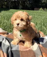 Thomas , a male Havapoo for sale in Norfolk, NE – 4 of 7