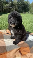 Drew, a male Havapoo for sale in Norfolk, NE – 6 of 9