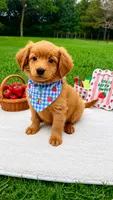 Gunner , a male Miniature Goldendoodle for sale in Norfolk, NE – 1 of 4