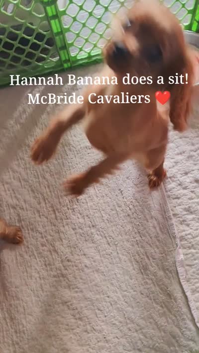 Hannah, a female Cavalier King Charles Spaniel for sale in Neosho, MO – 4 of 9
