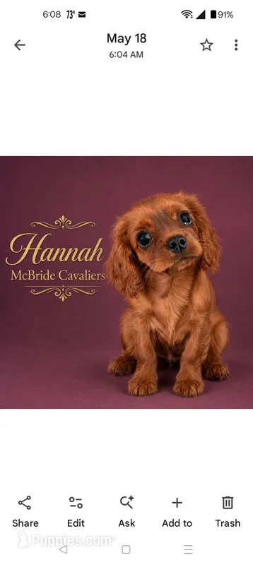Hannah, a female Cavalier King Charles Spaniel for sale in Neosho, MO – 1 of 6