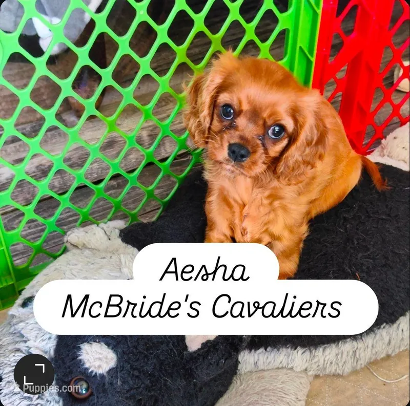 Aesha – Cavalier King Charles Spaniel puppy for sale in Neosho, MO