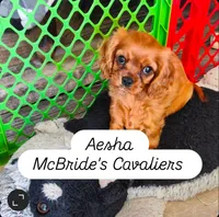 Aesha, a female Cavalier King Charles Spaniel for sale in Neosho, MO – 1 of 5
