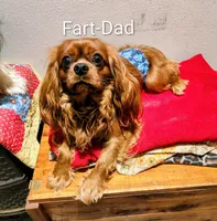 Aesha, a female Cavalier King Charles Spaniel for sale in Neosho, MO – 5 of 5